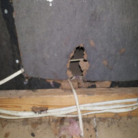 Rat damage in the attic
